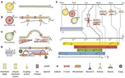 Non-invasive Neurite Mechanics in Differentiated PC12 Cells